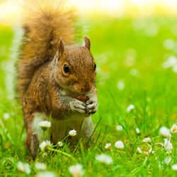 squirrel on lawn