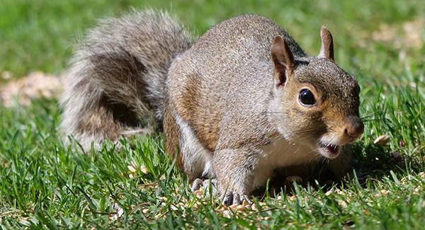 squirrel on ground in grass