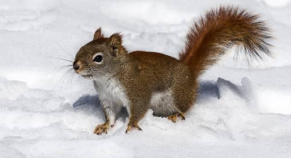 squirrel outside in the snow