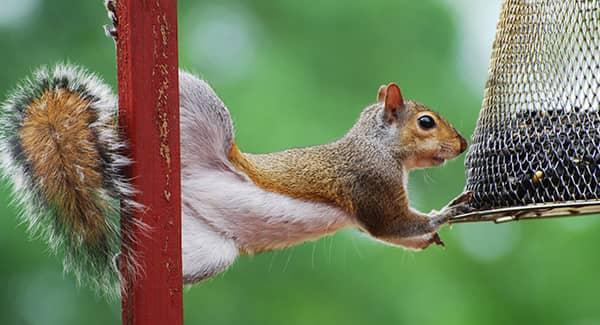 squirrel eating bird seed