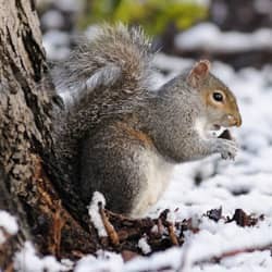 squirrel sitting next to tree in winter