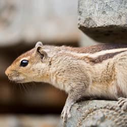 image of a squirrel seeking winter shelter