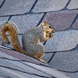 squirrel on roofline