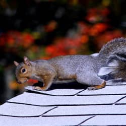 squirrel on a homes roof looking for a way inside