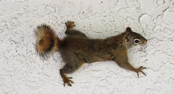 squirrel on the side of the house