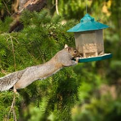 squirrel in tree looking for food