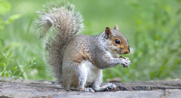 a squirrel deterred by wildlife pest control