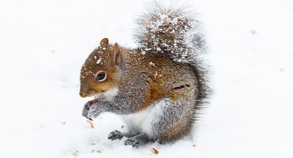 squirrel in snow