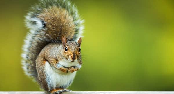 squirrel sitting on a tree