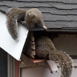 squirrels getting into house through a hole in the roof