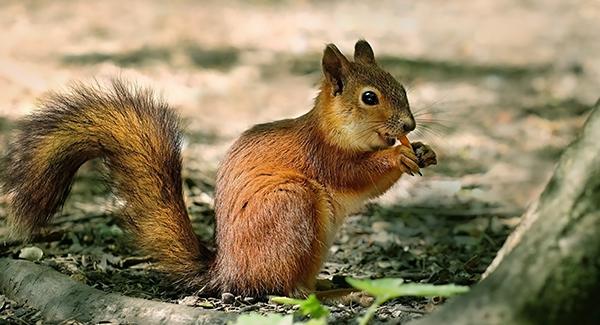 squirrel on ground eating