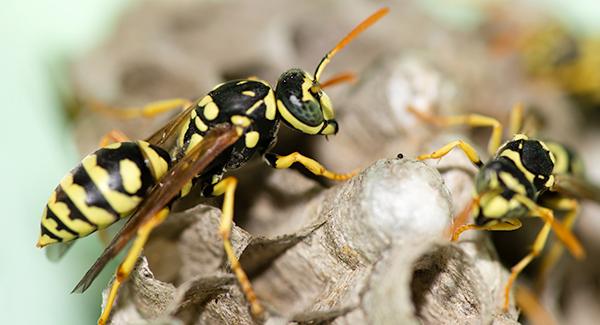 two stinging insects swarming on a hornets nest