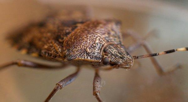 Where Did These Stink Bug In My Connecticut Home Come From 