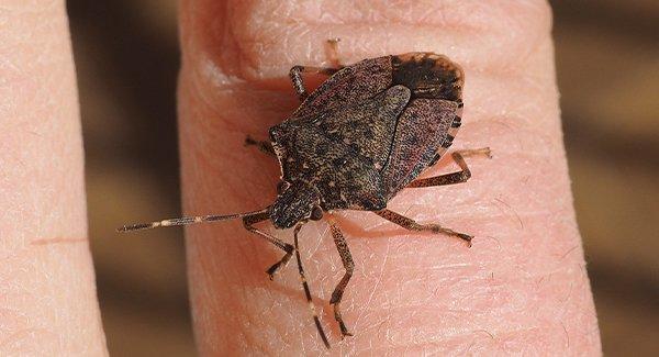 a stink bug crawling on a human hand