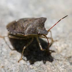 stink bug on rock in south portland