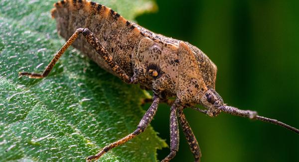 stink bug on a leaf