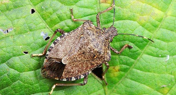 a stink bug on a leaf