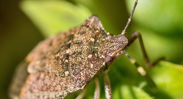 stink bug on leaf