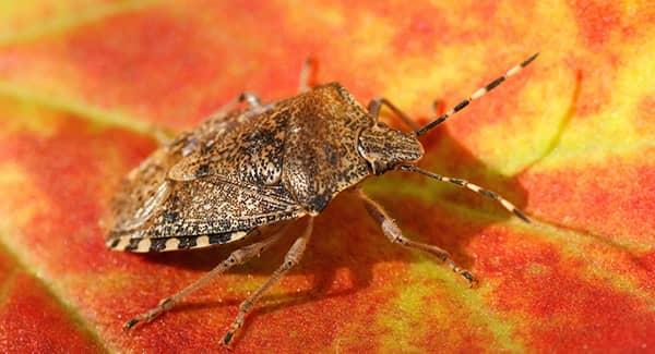 stink bug on red and yellow leaf