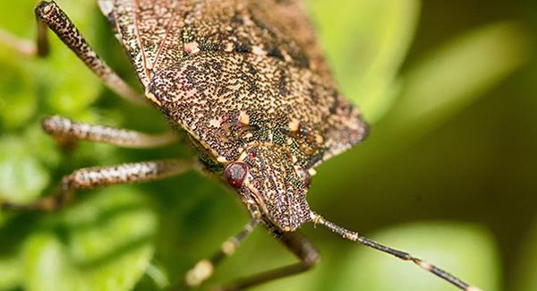 The Best Indoor Stink Bug Traps