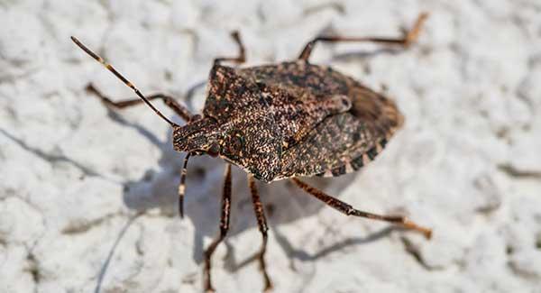 stink bug on wall in a home