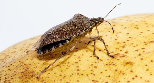 stink bug up close