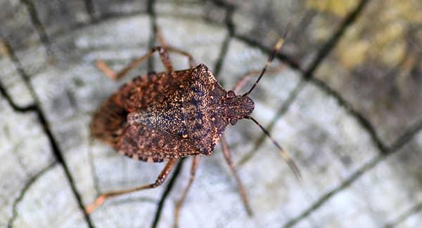 stink bug on a piece of wood