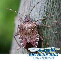 Stink Bug In Framingham MA