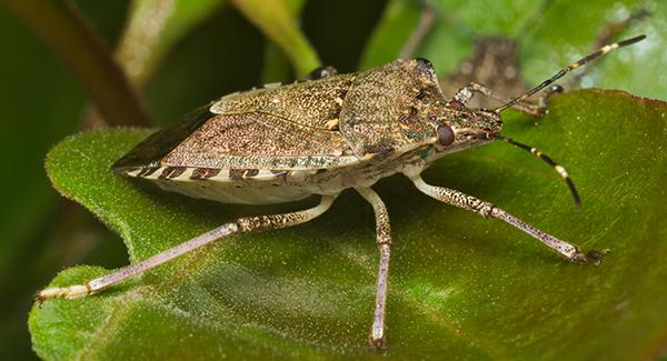 stink bugs on a leaf