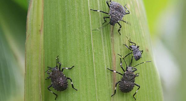 four stink bugs on plant
