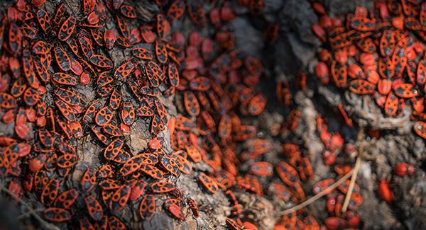 hundreds of stink bugs on a log