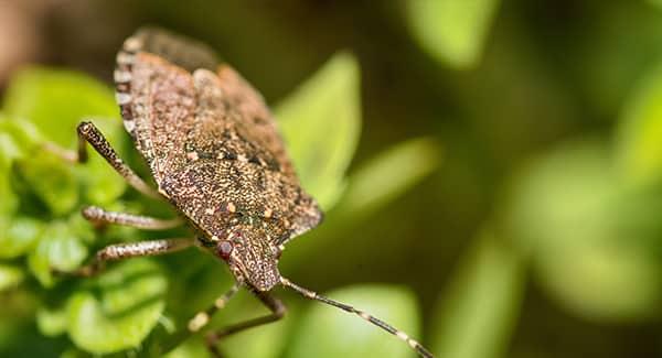 a stink bug crawling down and around a soutch portland residential garden in the light of a summer day