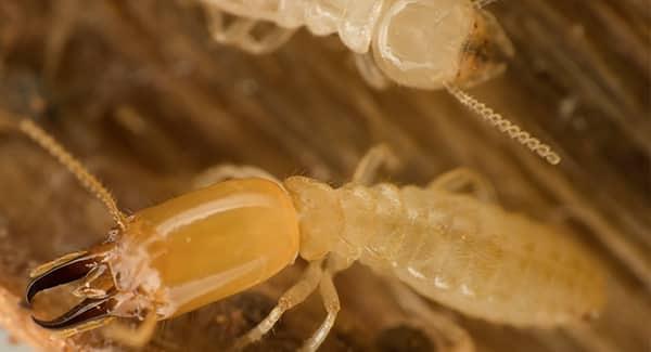 termites up close in new england home