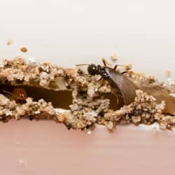 swarming termite up close