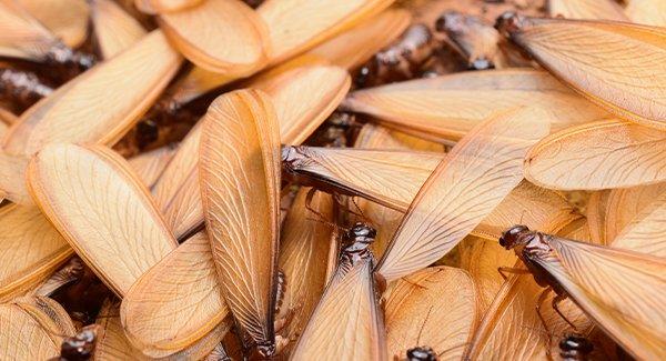 a swarm of termite on the ground