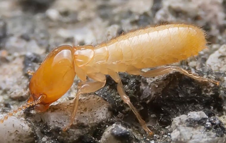 a termite on the ground