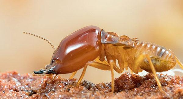 termite chewing on wood