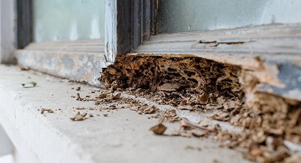 termite damage to a home