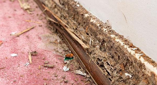 termite damage