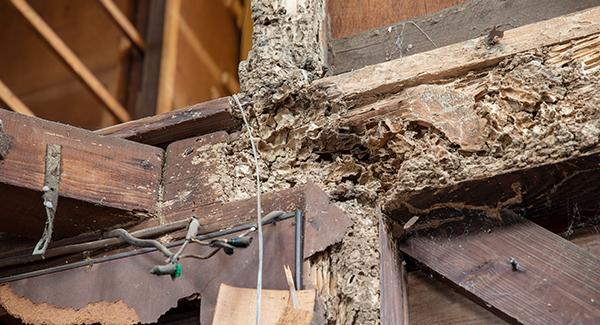 Termite damage in a home.