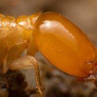 termite destroying wood in a home