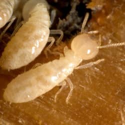 termite crawling on wooden surface