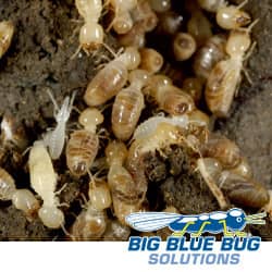 ri termite infestation