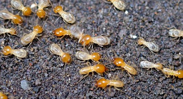 a termite infesttaion at a home