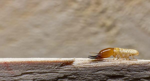 a termite crawling along a wooden structure on a providence road island property