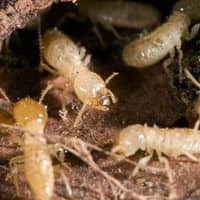 termite infestation up close