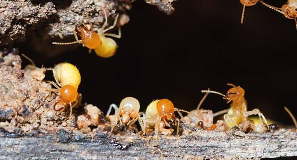 termites colony in new england