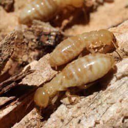 termites crawling on wood