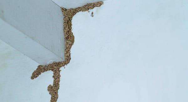 How To Tell If Termites Are Making A Meal Of Your New England House