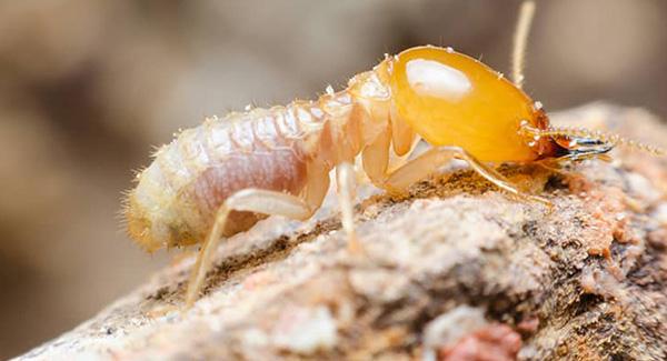 close up photo of termite